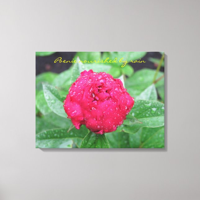 Peonie After Rain Wrapped Canvas Print (Front)