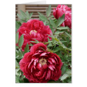 Peonies at Kamakura card (Front)
