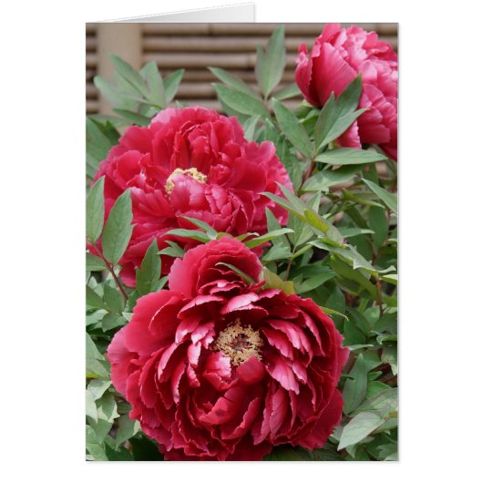 Peonies at Kamakura card (Front)
