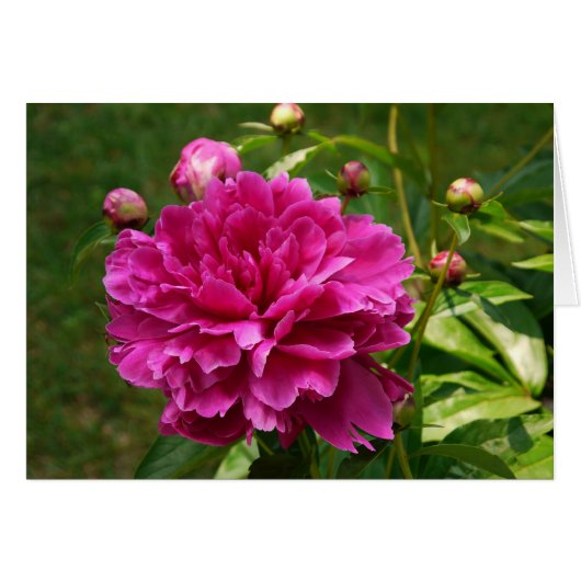 Peonies-CARD Cards (Front Horizontal)