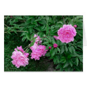 PEONIES CARDS (Front Horizontal)