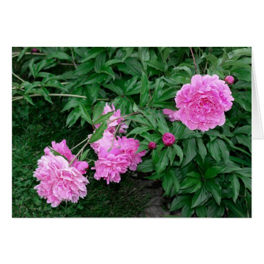 PEONIES CARDS (Front Horizontal)