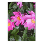 PEONIES CARDS (Front)