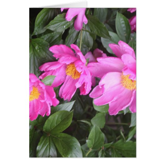 PEONIES CARDS (Front)