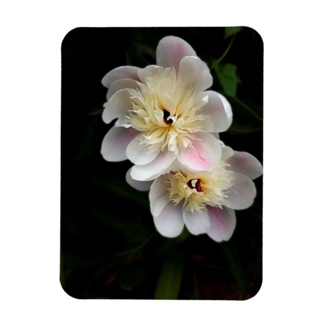 Peonies Magnet (Vertical)