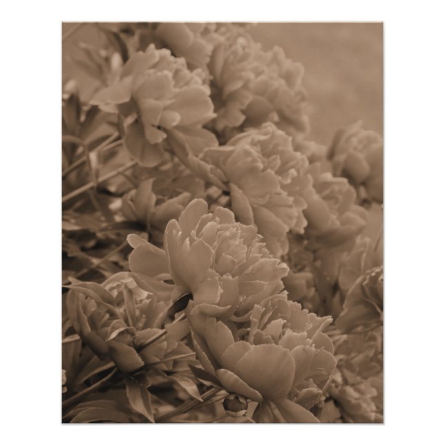 Peonies Multiple in Sepia Poster (Front)