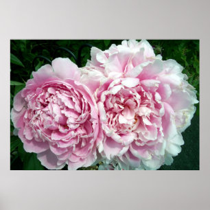 Peony 2 Poster