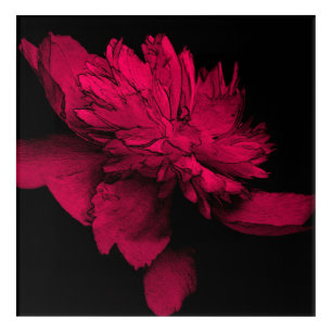 Peony Abstract Floral Art Acrylic Print