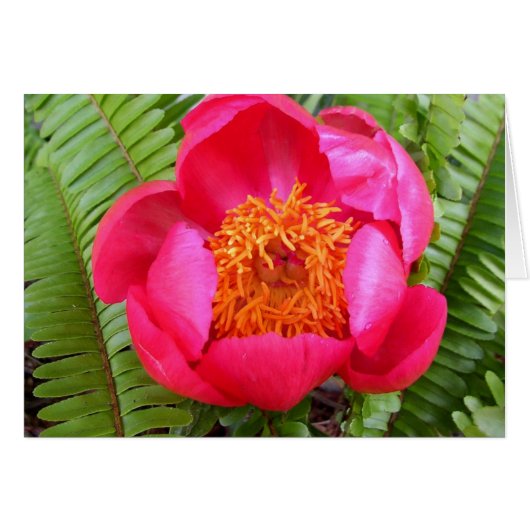 Peony and Ferns (Front Horizontal)