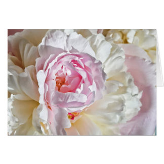 Peony Blossom Cards