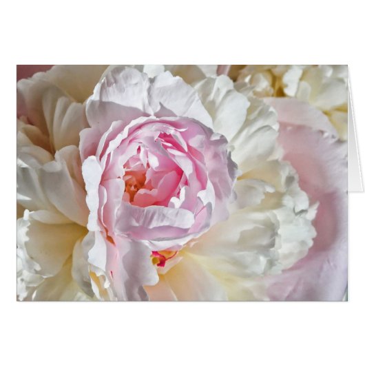Peony Blossom Cards (Front Horizontal)