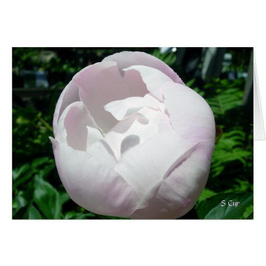 Peony Bubble Pop Cards (Front Horizontal)