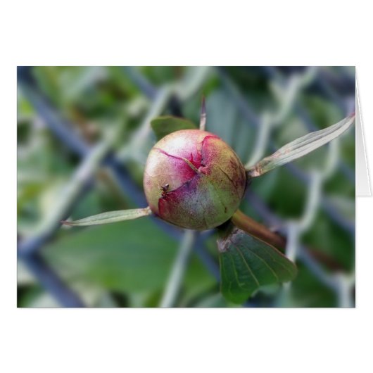 peony bud (Front Horizontal)