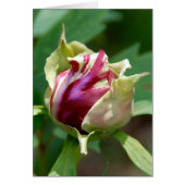 Peony Bud (Front)