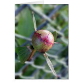 peony bud (Front)