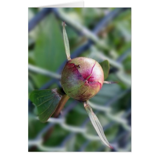 peony bud (Front)