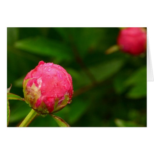 Peony Bud Card (Front Horizontal)