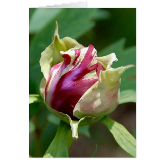 Peony Bud Cards (Front)