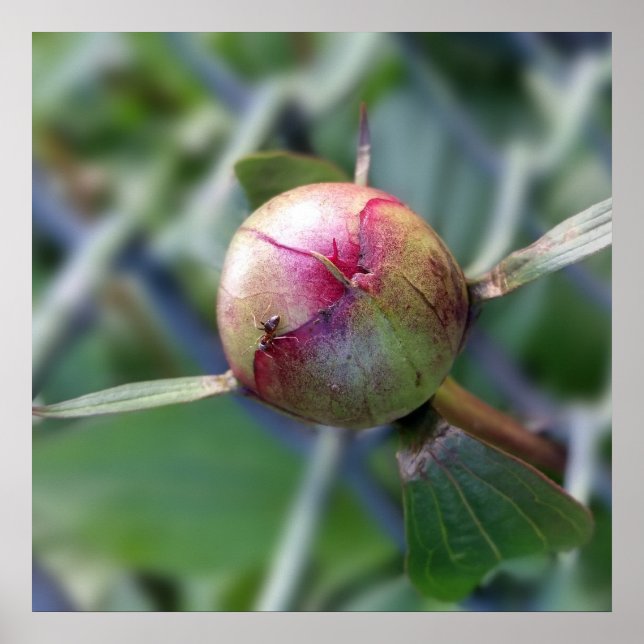 peony bud poster (Front)