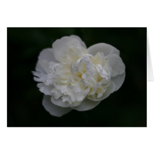 "peony" by Larry Coressel Cards (Front Horizontal)