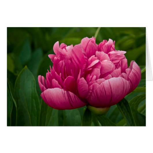 Peony Card (Front Horizontal)