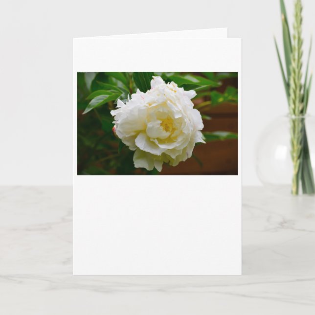 Peony, card (Front)