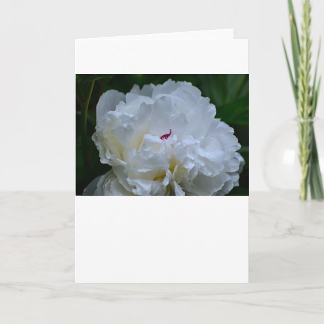 Peony, card (Front)