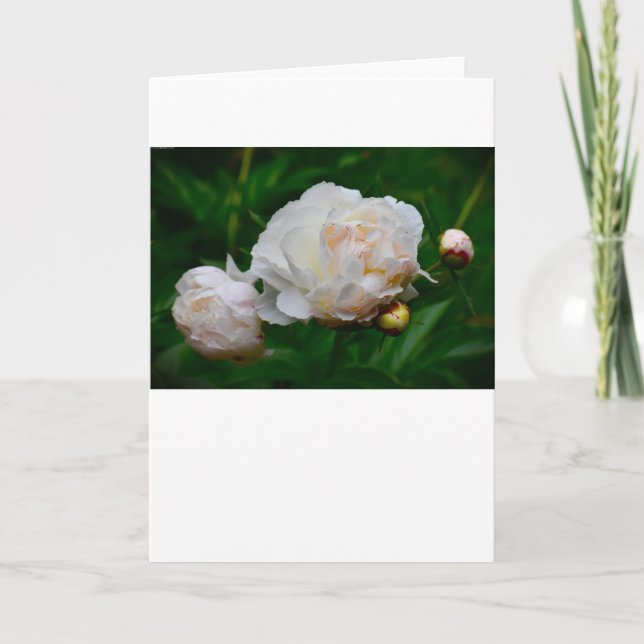Peony, card (Front)