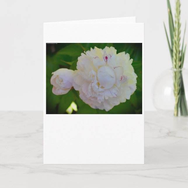 Peony, card (Front)