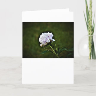 Peony, card