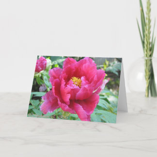 Peony Card
