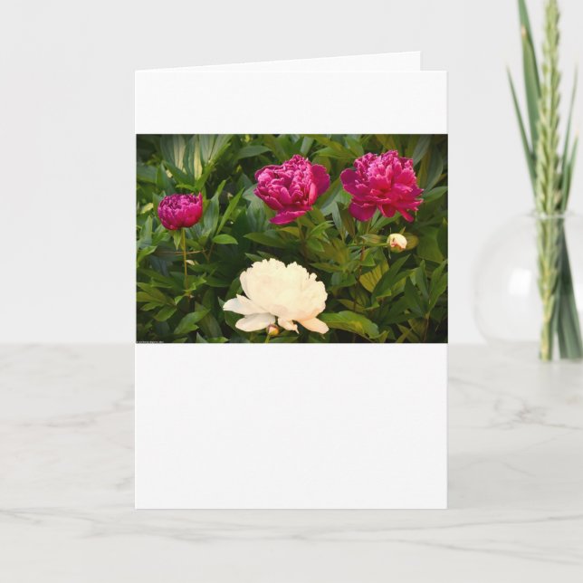 Peony, card (Front)