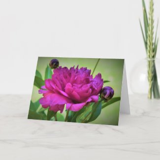 Peony, card