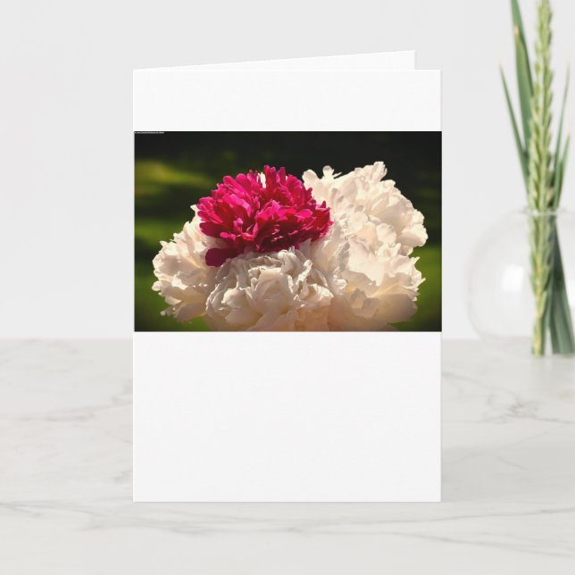Peony, card (Front)