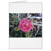 Peony Cards (Front)