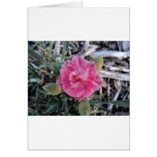 Peony Cards