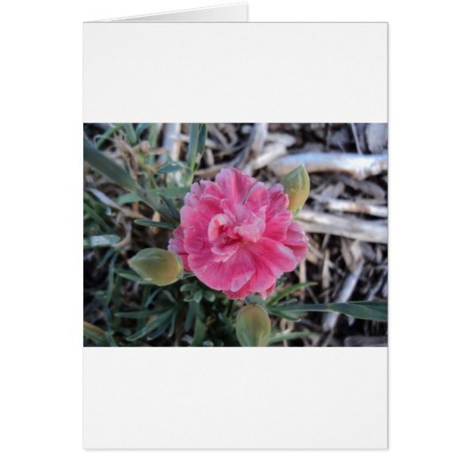 Peony Cards (Front)
