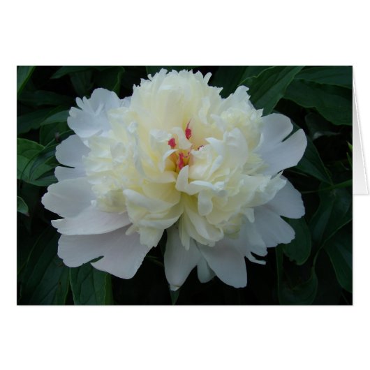 Peony Cards (Front Horizontal)