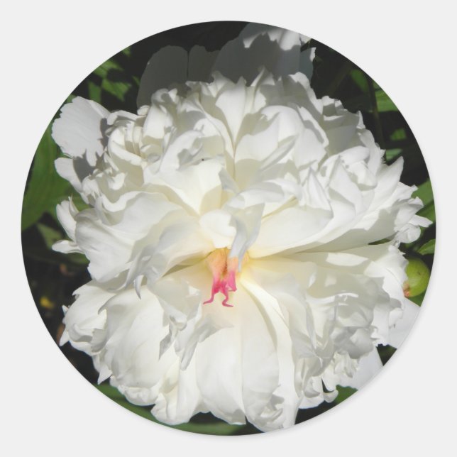peony close up   Paeonia lactiflora Classic Round Sticker (Front)