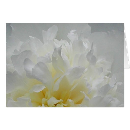 Peony Flames Cards (Front Horizontal)