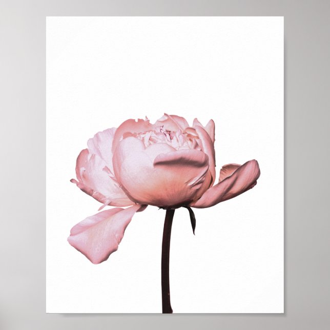 Peony Flower Floral Botanical Poster (Front)