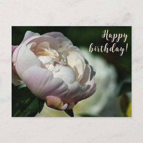 PeonyFlower MagicWhite FlowerHappy Birthday Holiday Postcard