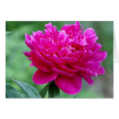 Peony flower photo (Front Horizontal)