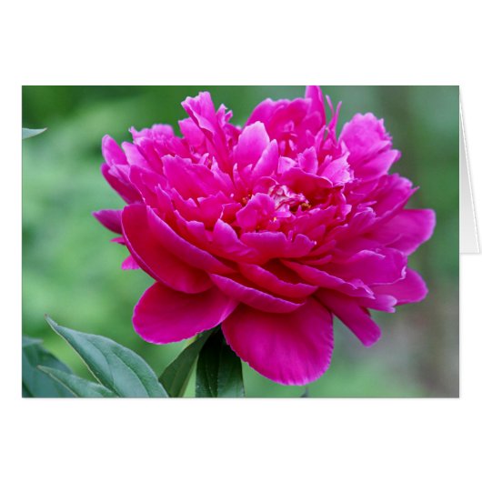 Peony flower photo cards (Front Horizontal)