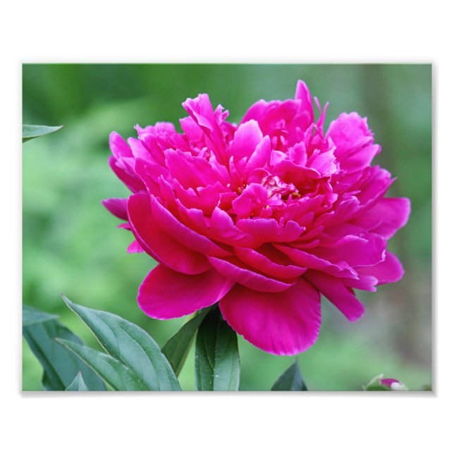 Peony flower photo print (Front)