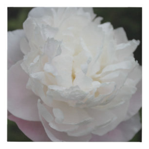 Peony Flowers Cottage Coastal Destiny's Destiny Faux Canvas Print