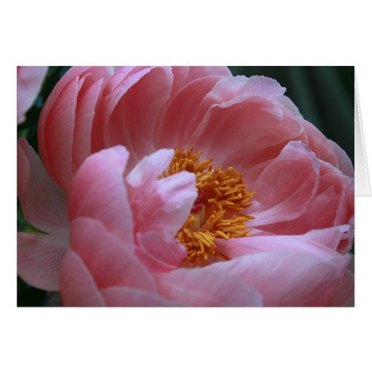 Peony Garden (Front Horizontal)
