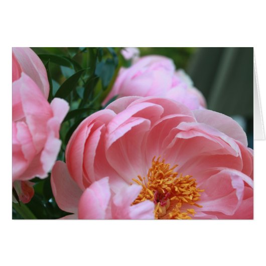 Peony Garden2 Cards (Front Horizontal)