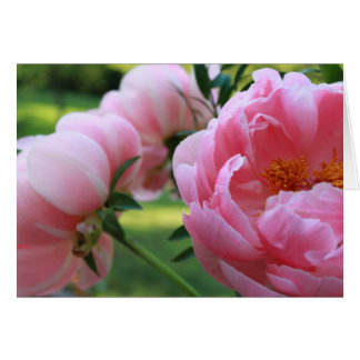 Peony Garden3 Cards