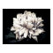 Peony in Black and White